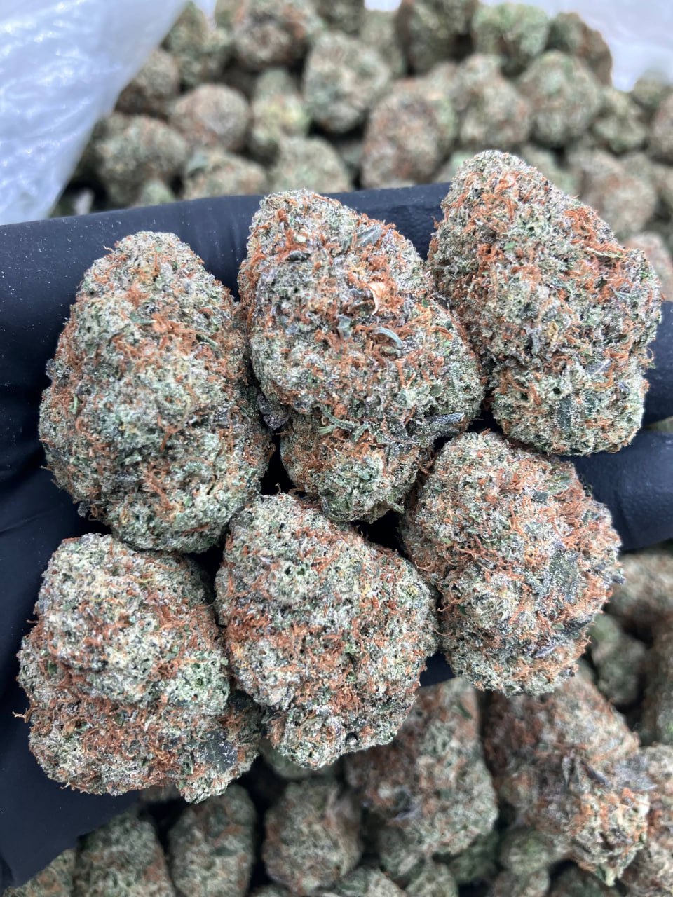 Black Fire Dosi 🔥