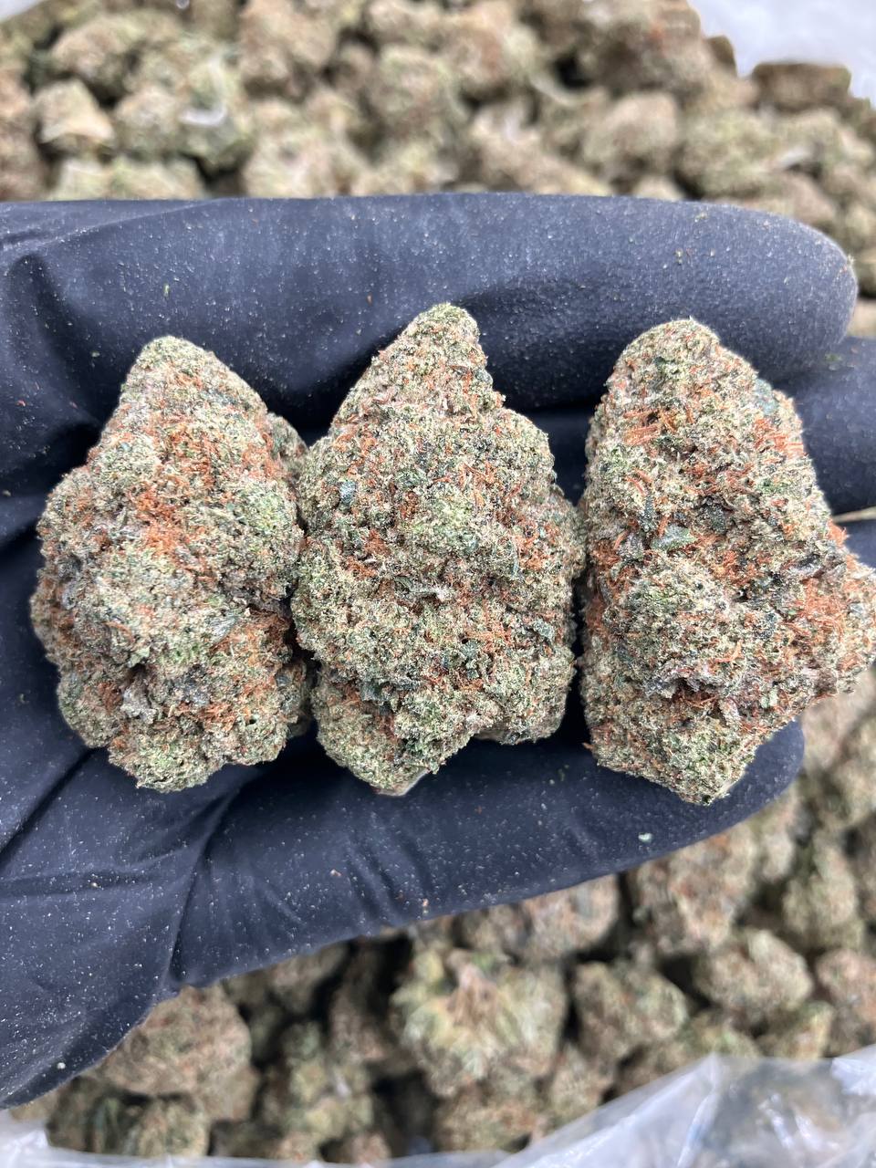 Blue Flame OG 🪼