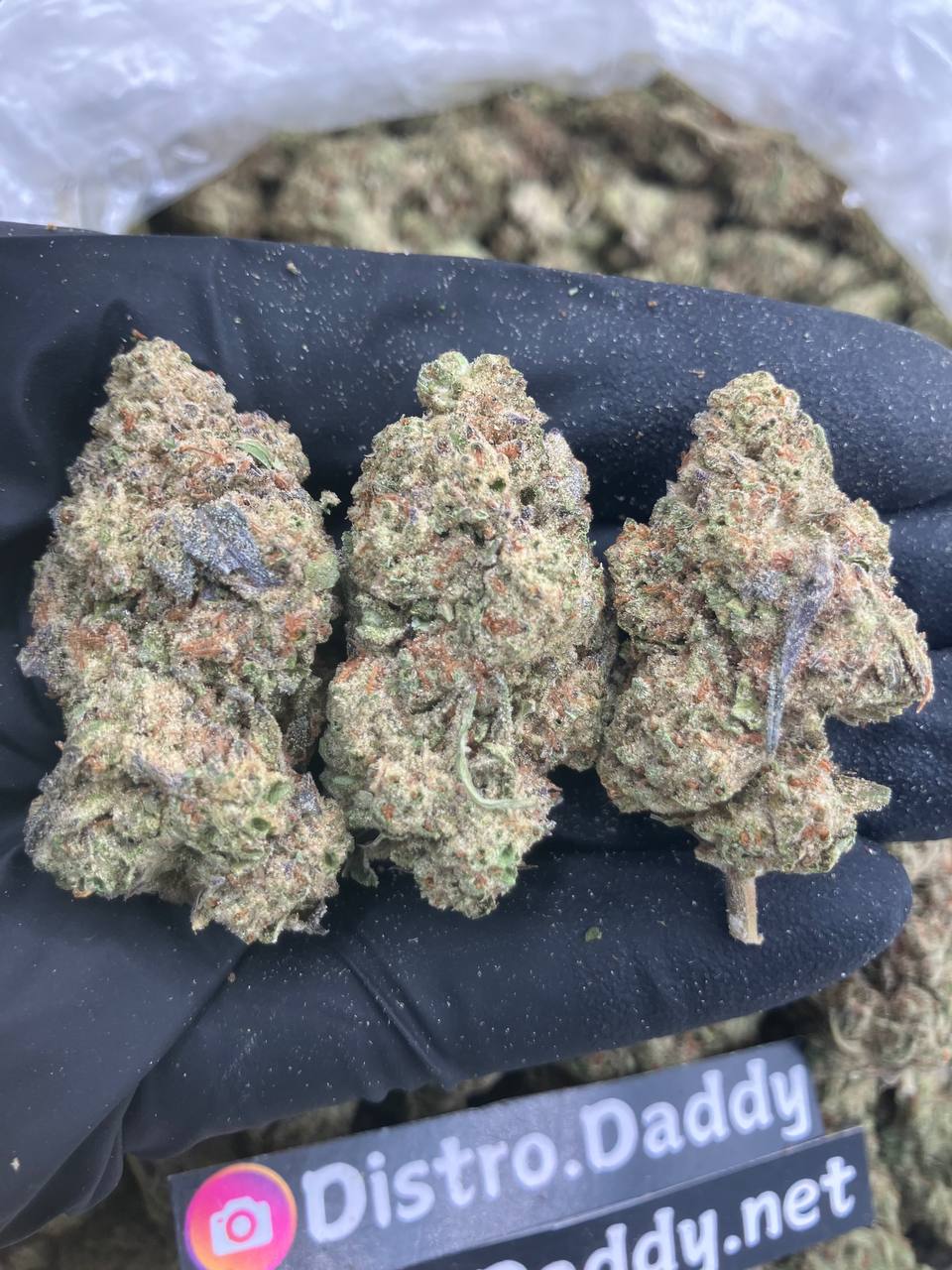 Blueberry Poptarts 🫐