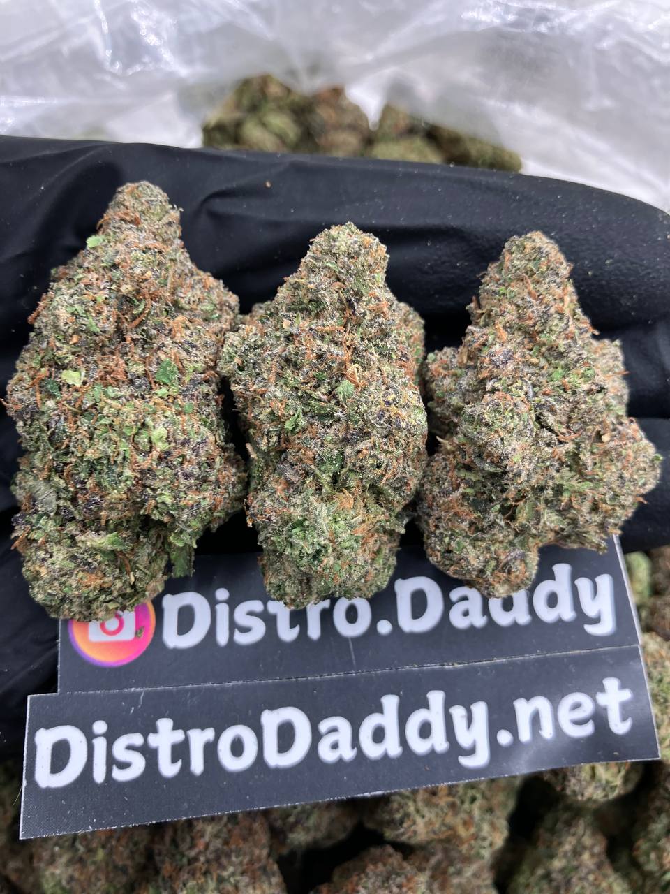Purple Continental⛪️