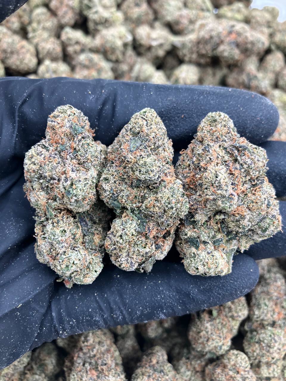 Dragon Fruit Gelato 🐲 *NEW