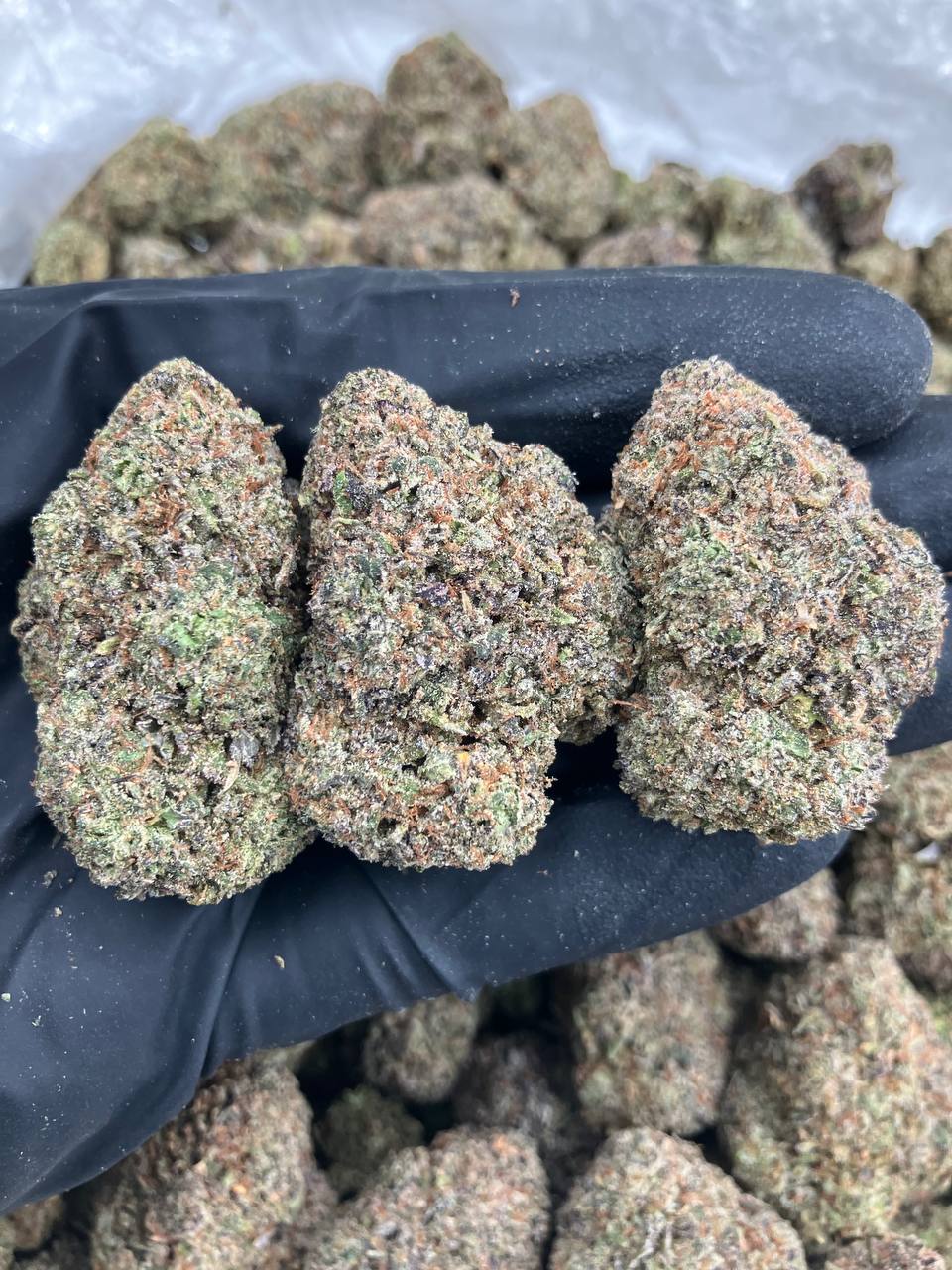 Dragon Fruit Gelato 🐉
