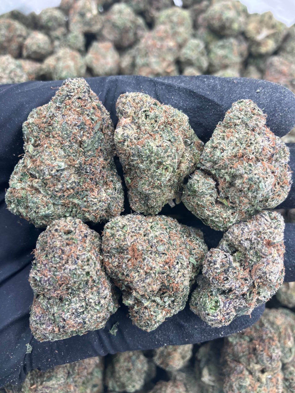Frozen Purple Guava ⭐️