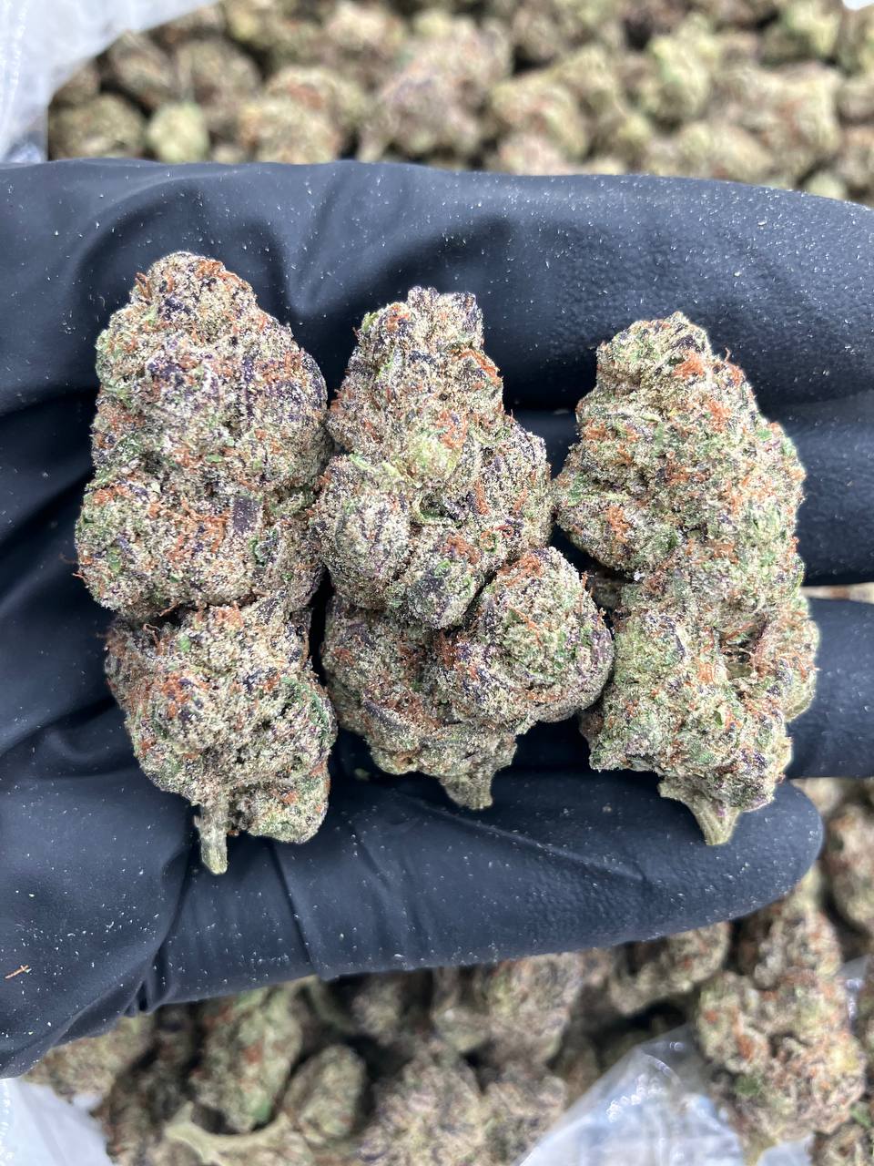 Georgia Grapes 🍇