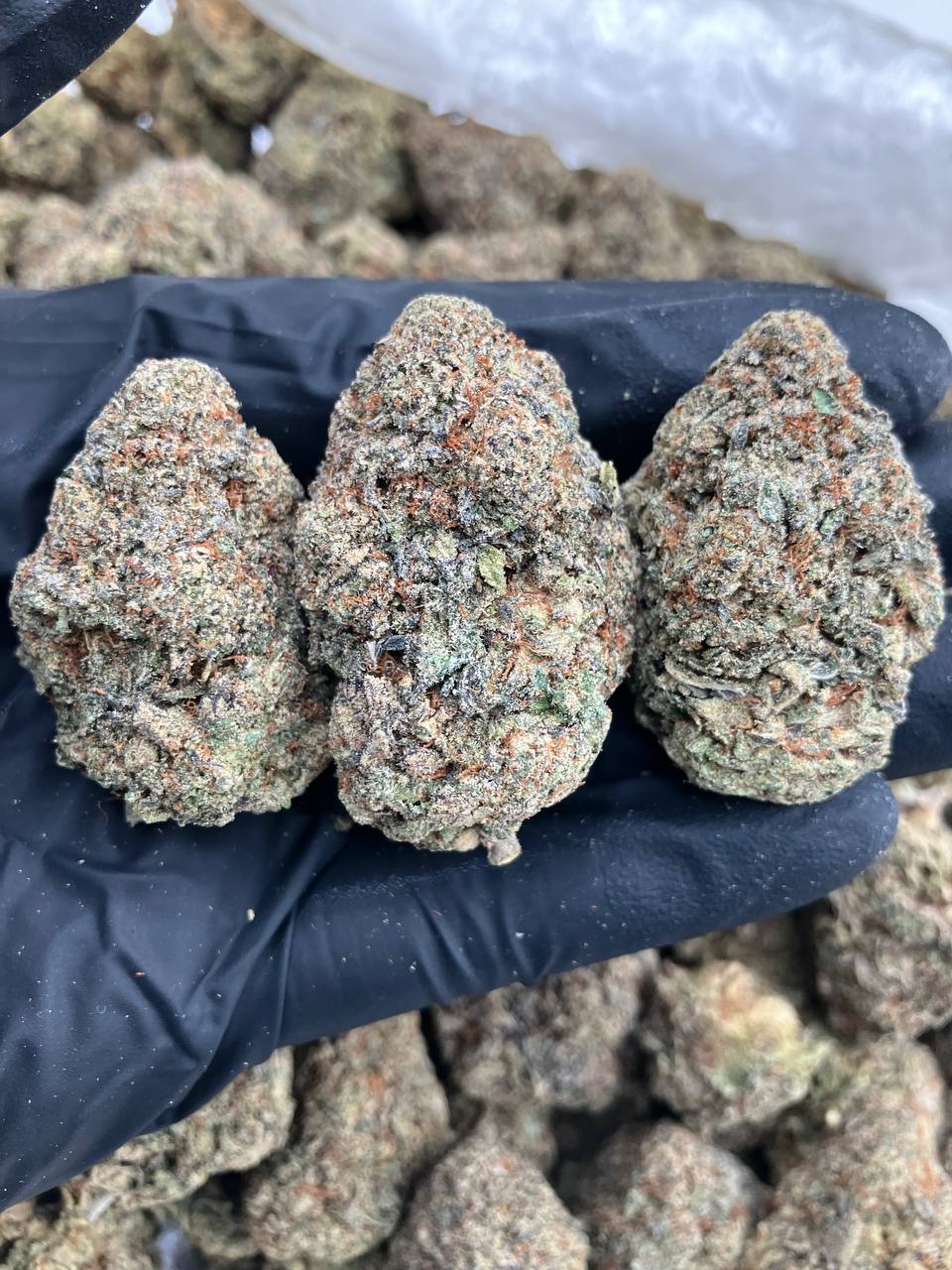 Gelato Fusion 🧬