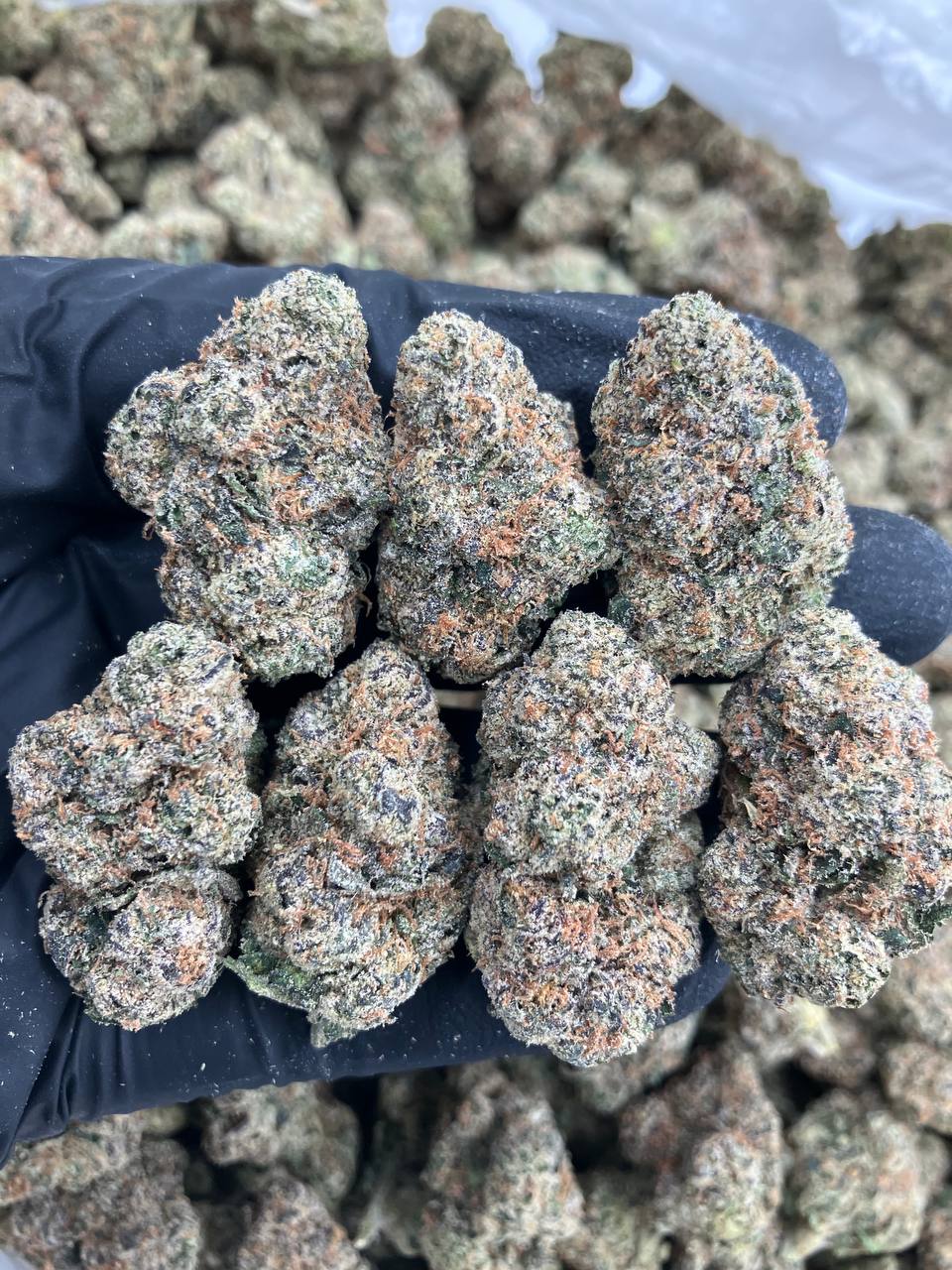 Guava Gruntz 🍐