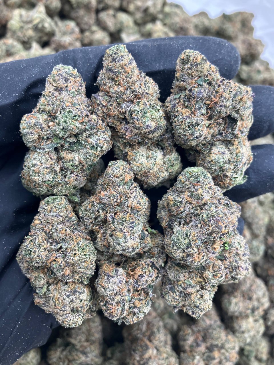Gelato Sauce 🥘