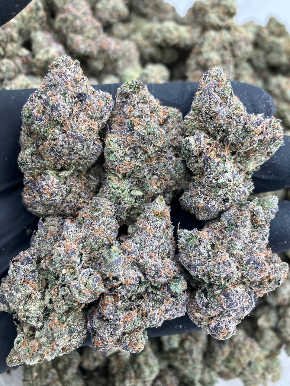 Lychee Gelato 💎