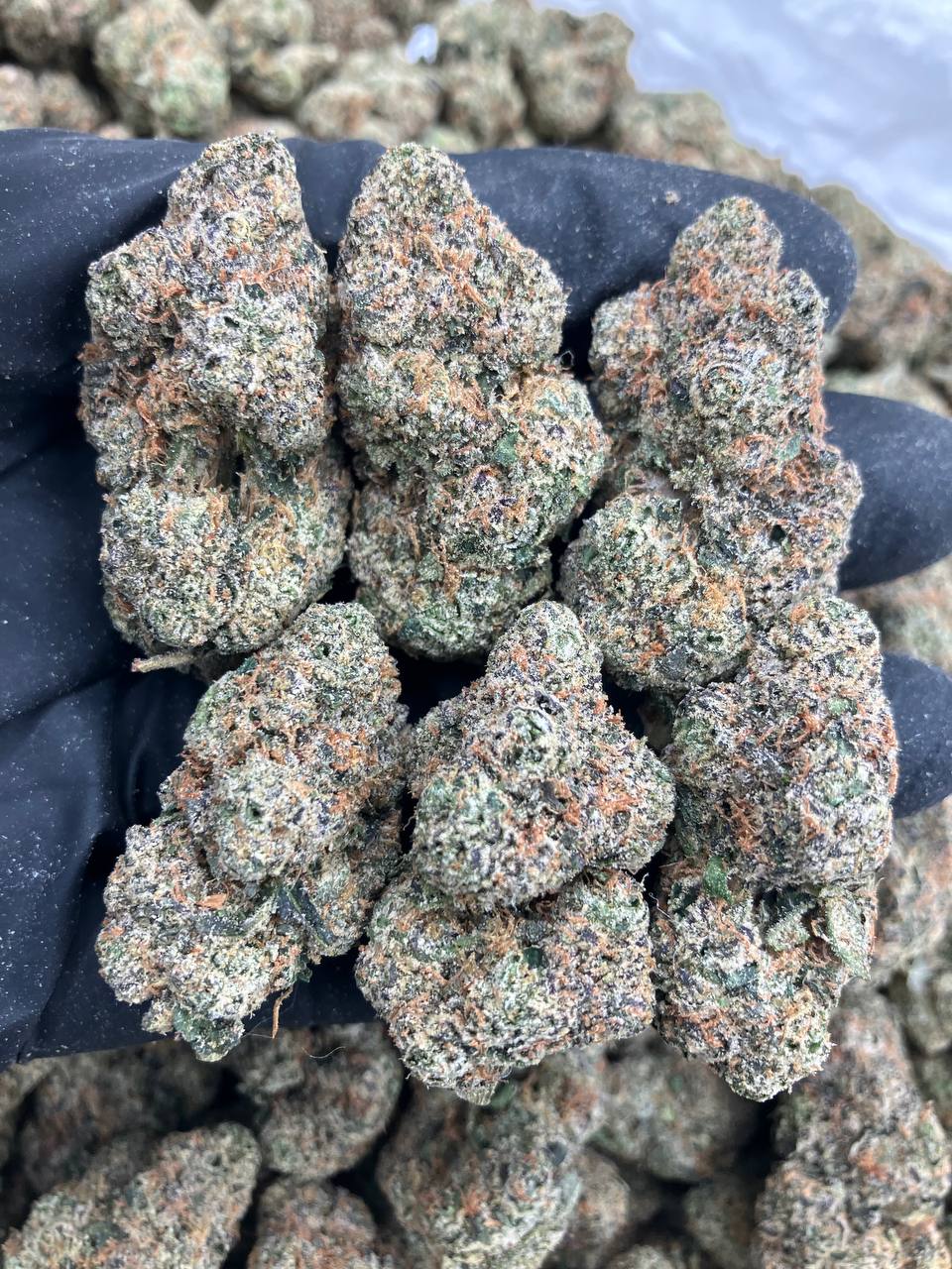 Nitrous Fuel ⛽️