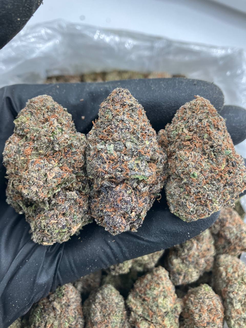 Peach Gummy x Gelato 🍑