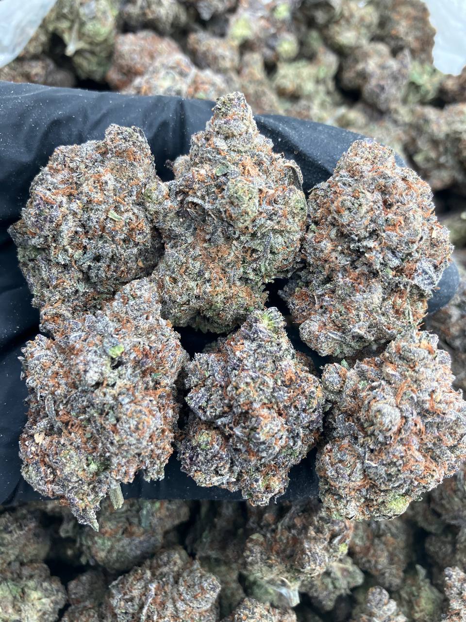 Purple Nova Runtz 💜
