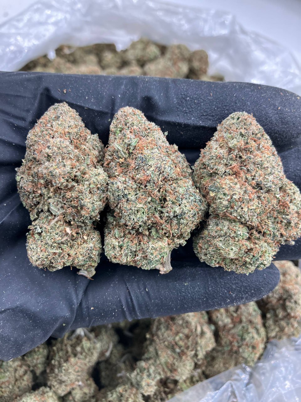 Red Champagne 🍾