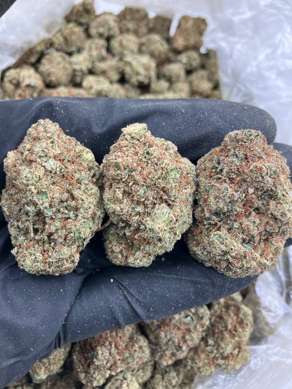 Silver Back Gorilla 🦍