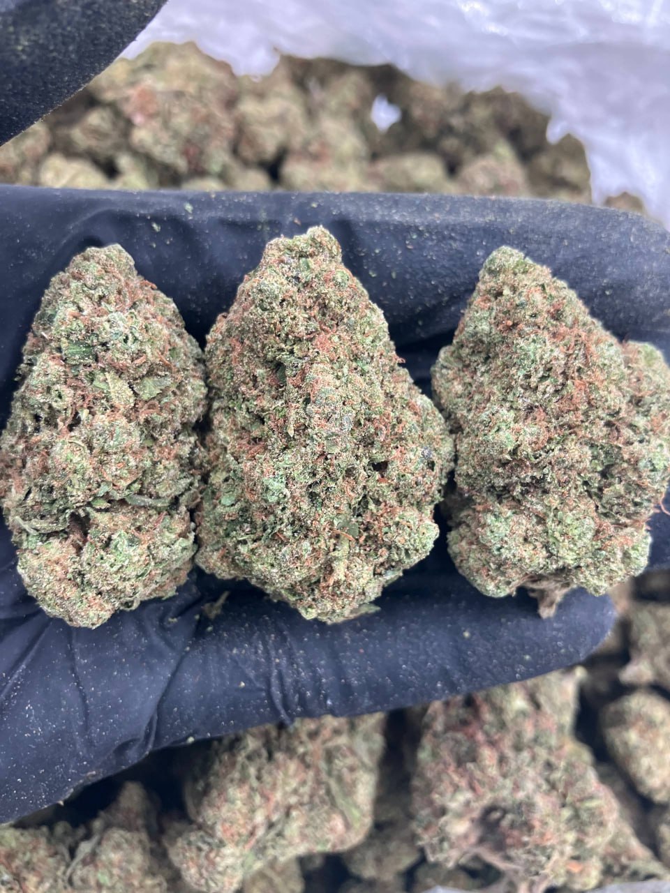 Scat Pack 🐝