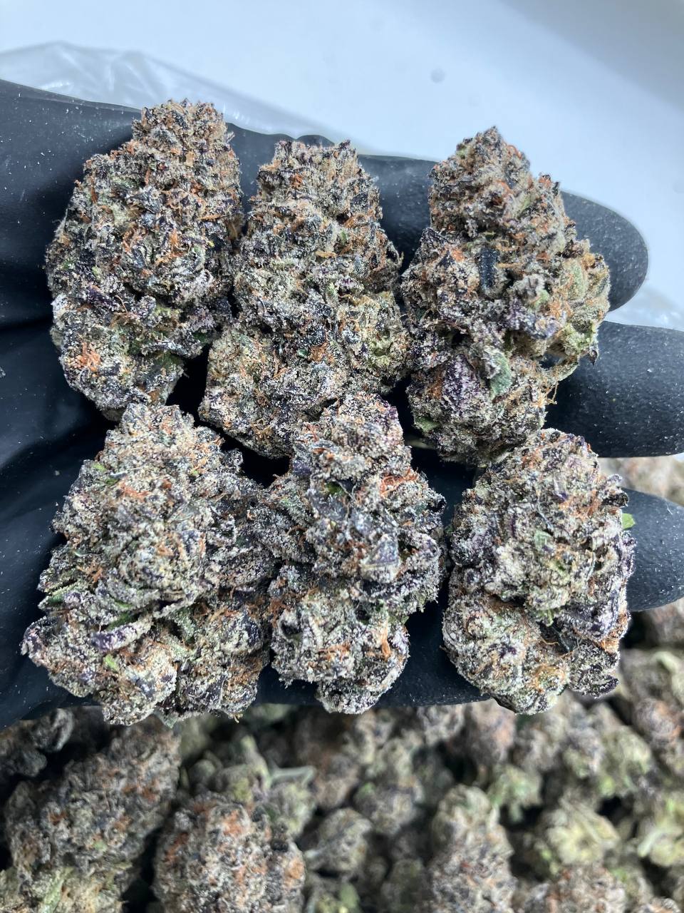 Watermelon Gelato 🍉