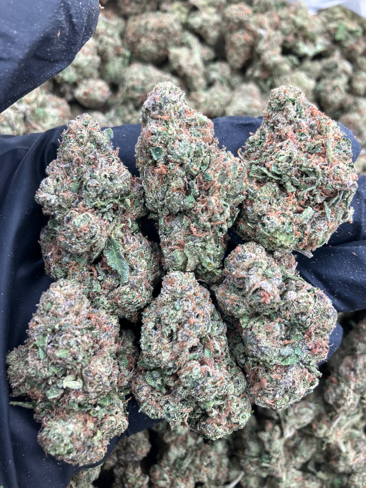 Candy Reign