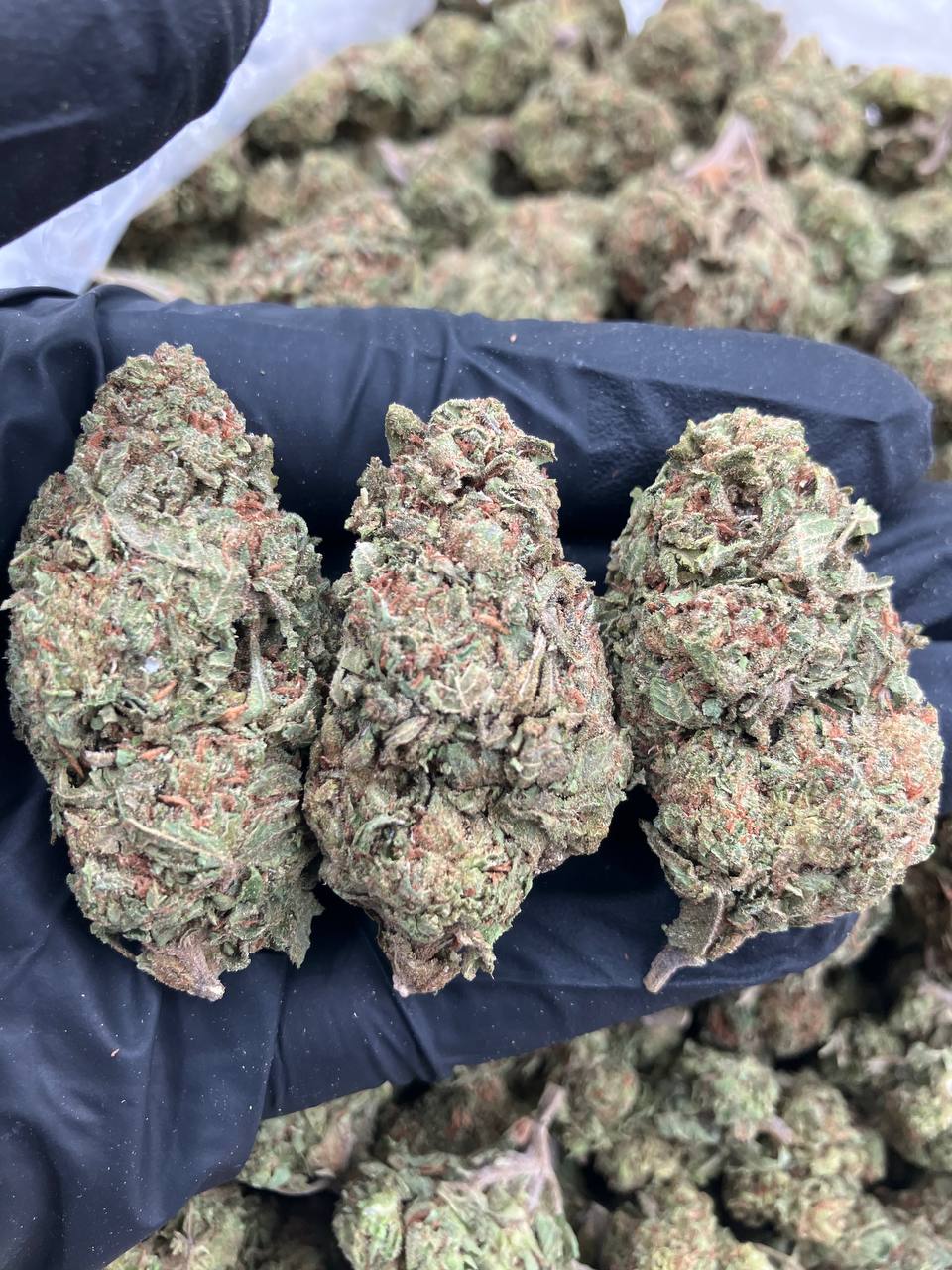 Gelato #33