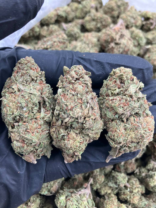 Gelato #33