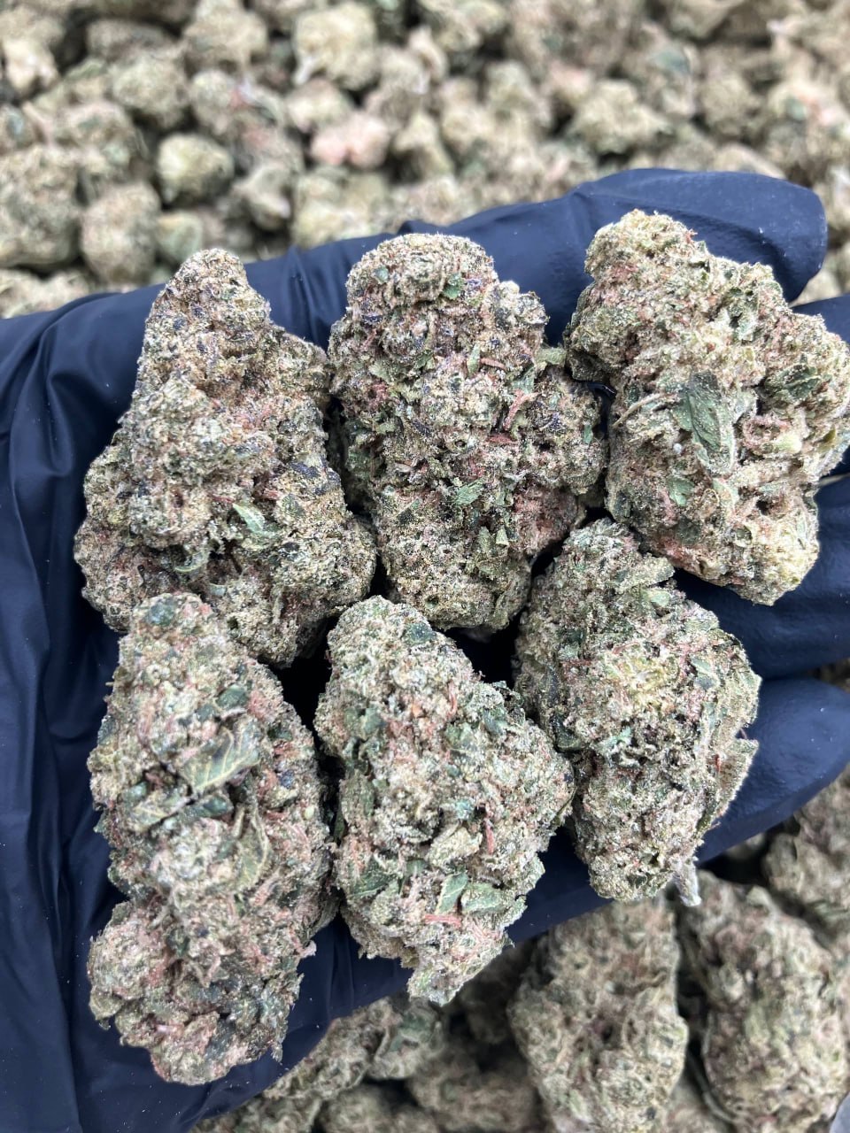 Abusive OG