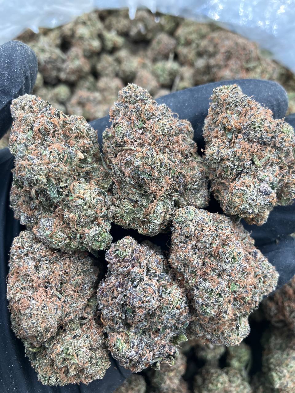 AK-47 Runtz