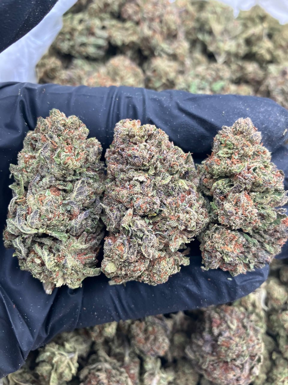 Animal Cookies