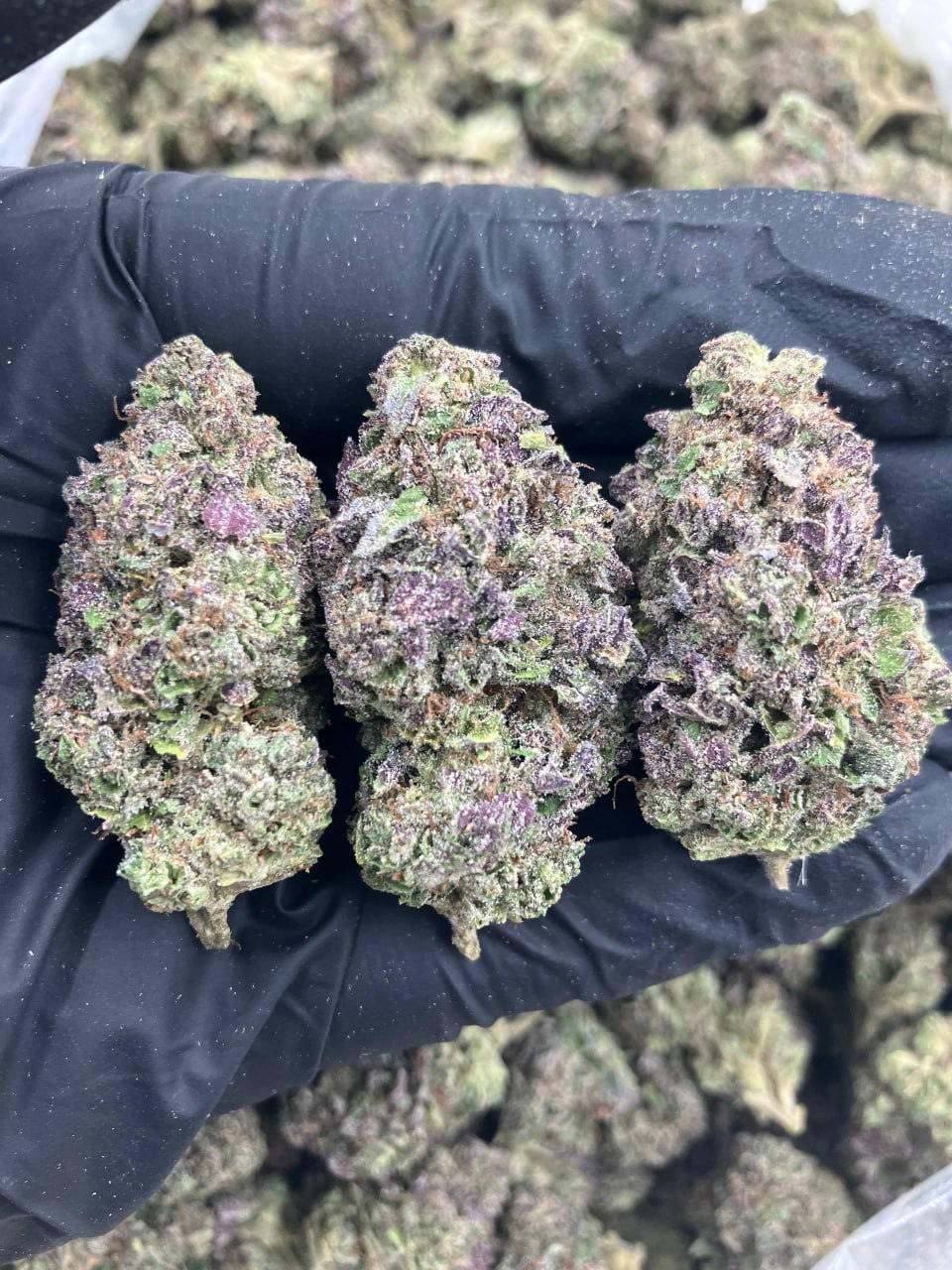 Bacio Gelato