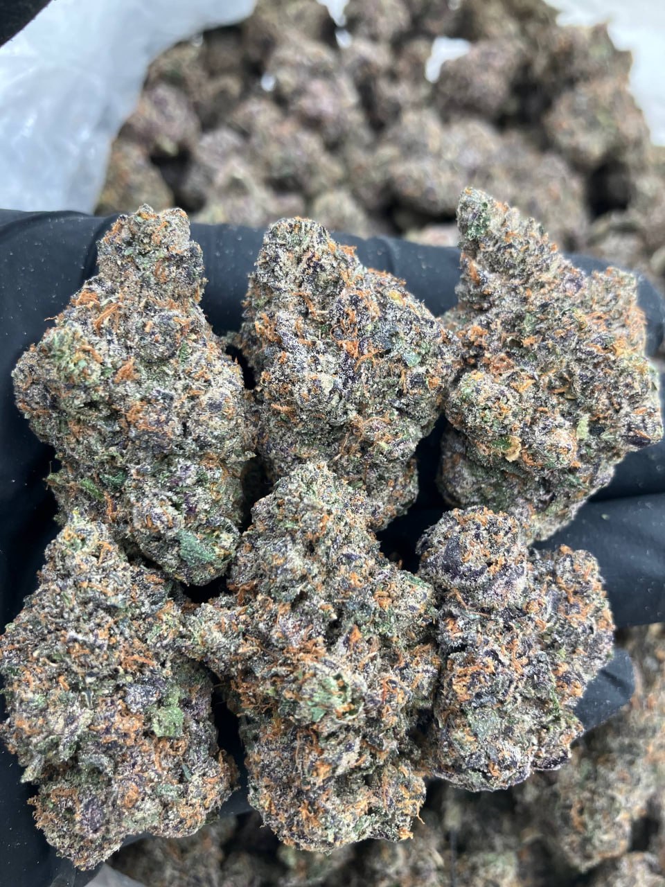 Bruce Banner x Runtz 🦠