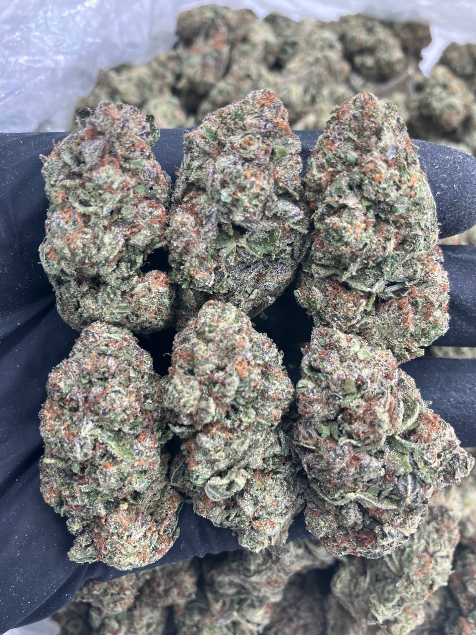 Blue Cookies 🍪