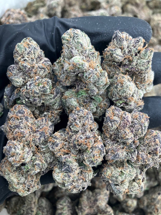 Black Fire Gelatti 🔥