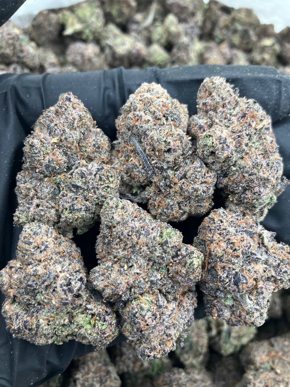 Blackberry Zkittlez