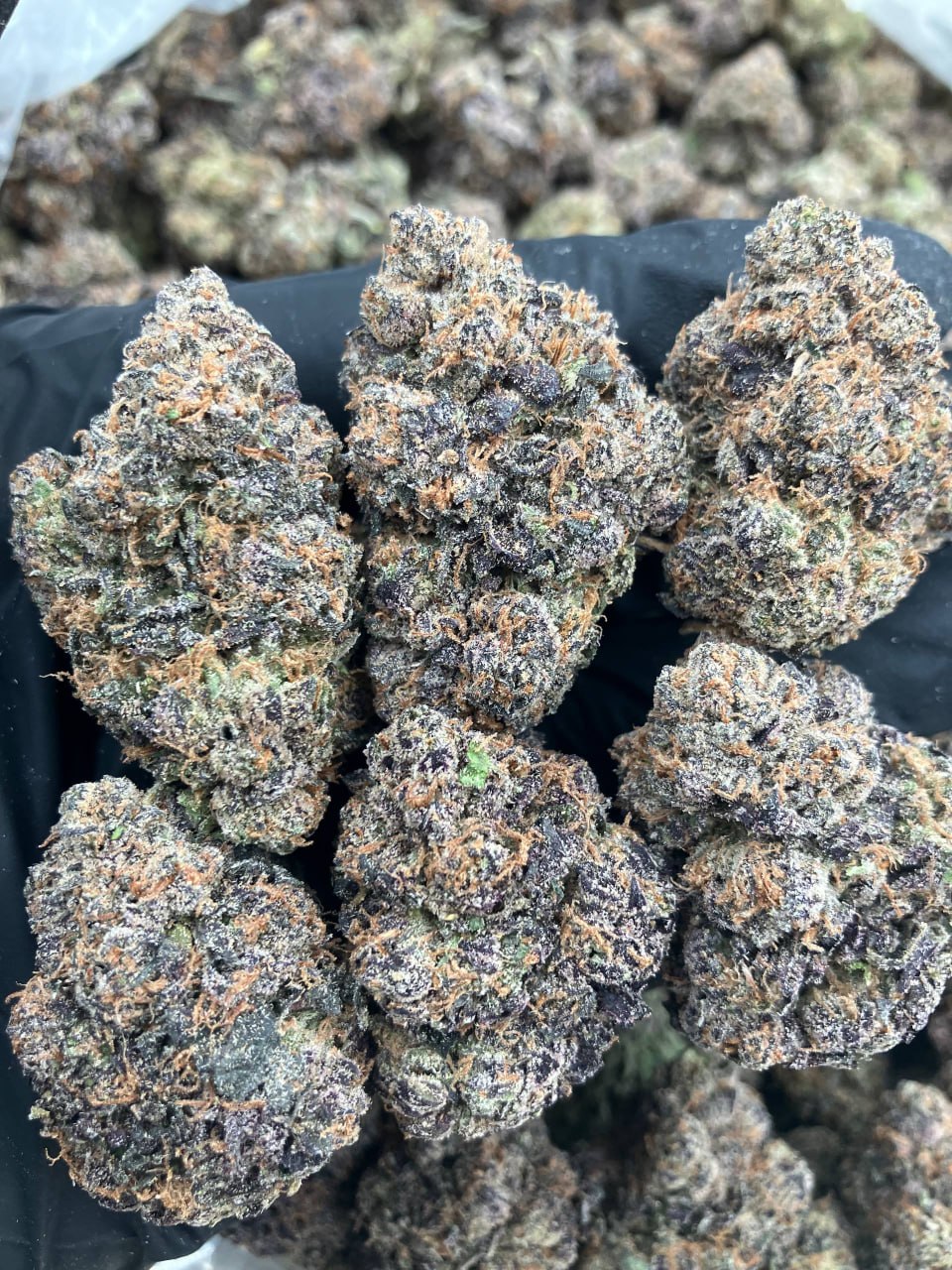 Black Cherry Zelato