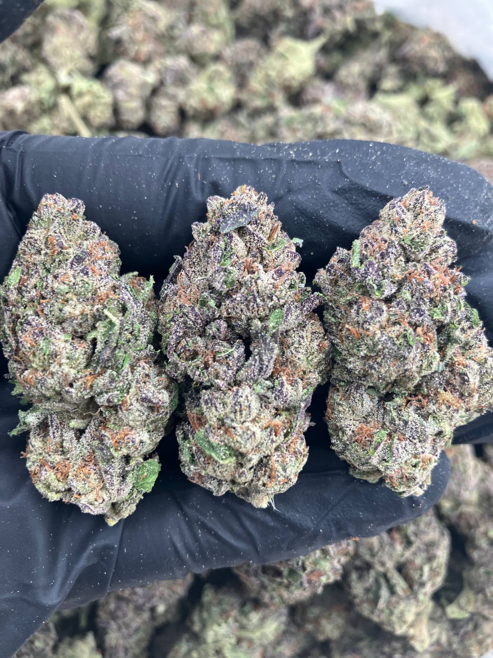 Black Sugar Berry