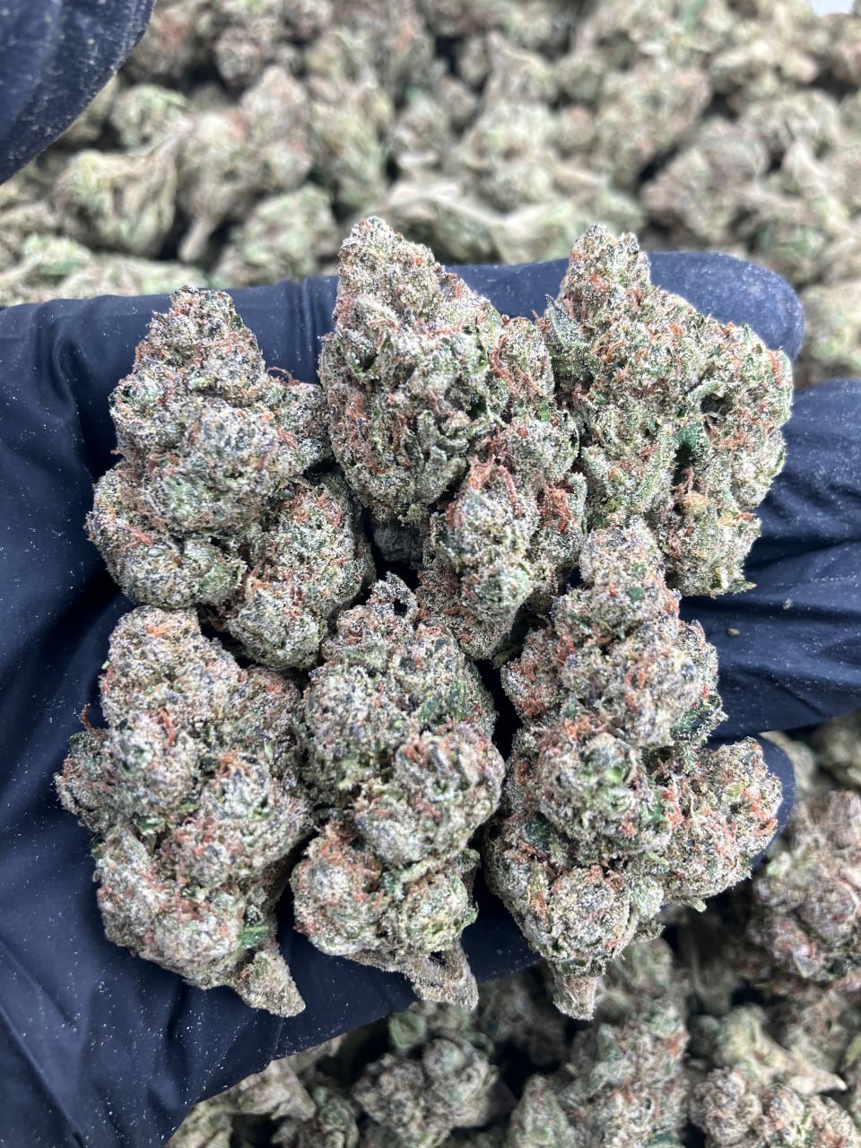 Blueberry Blast