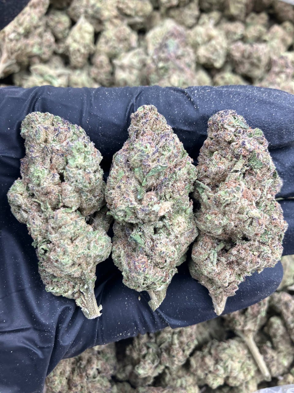 Blueberry Pancake