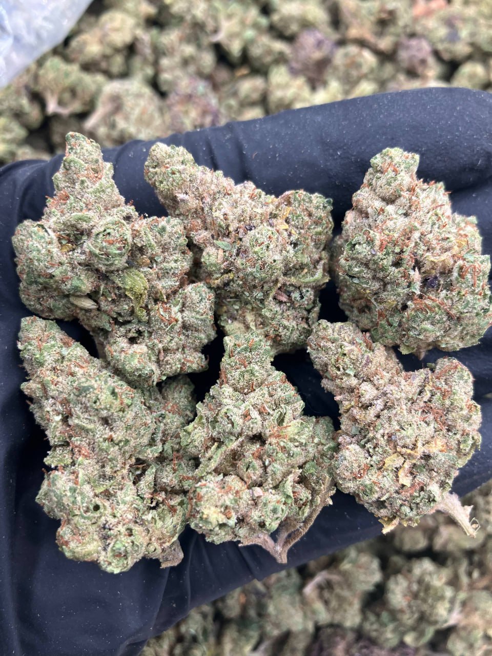 Blue Cherry OG (Smalls)