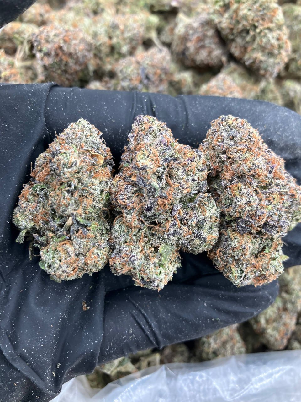 Blue Chew Gelato