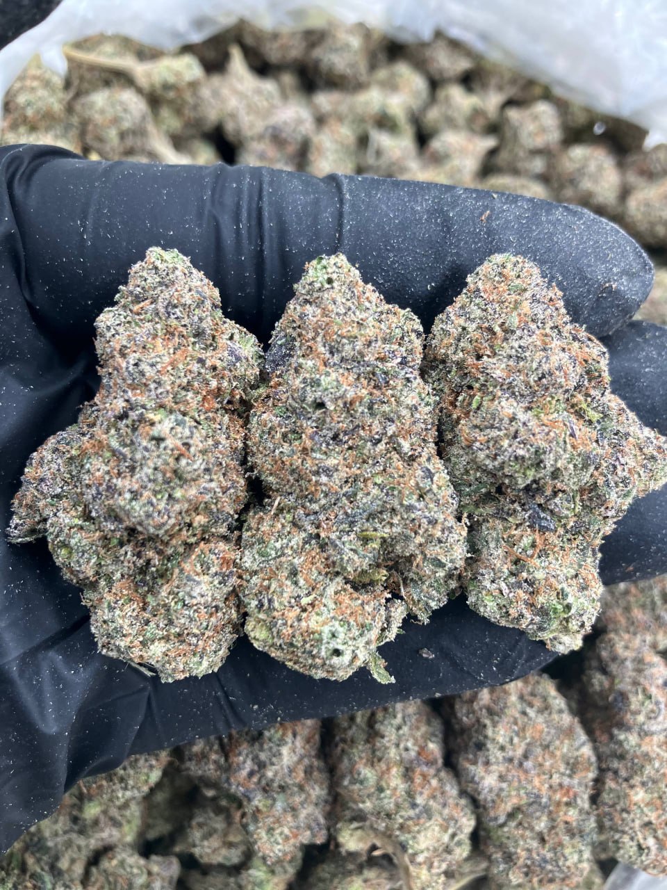 Blue Zkittlez x Jet Fuel