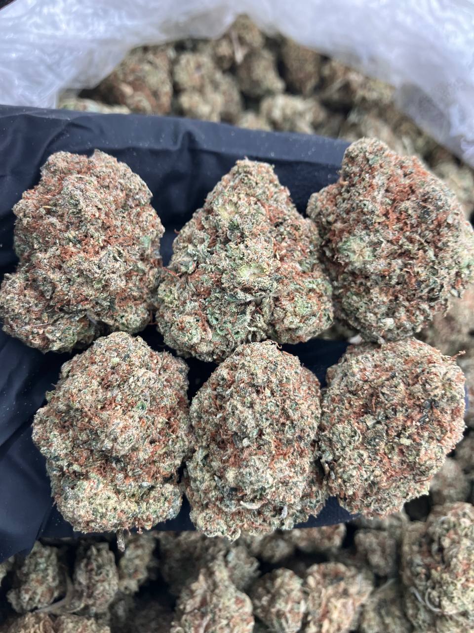 Bolo Gorilla🦍