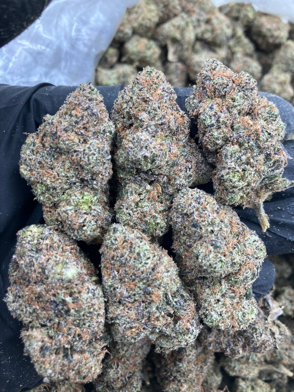 Bubble Gum Runtz