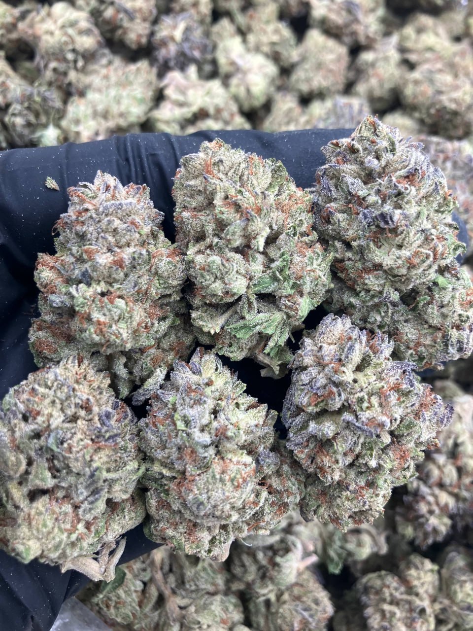Cake N Cream