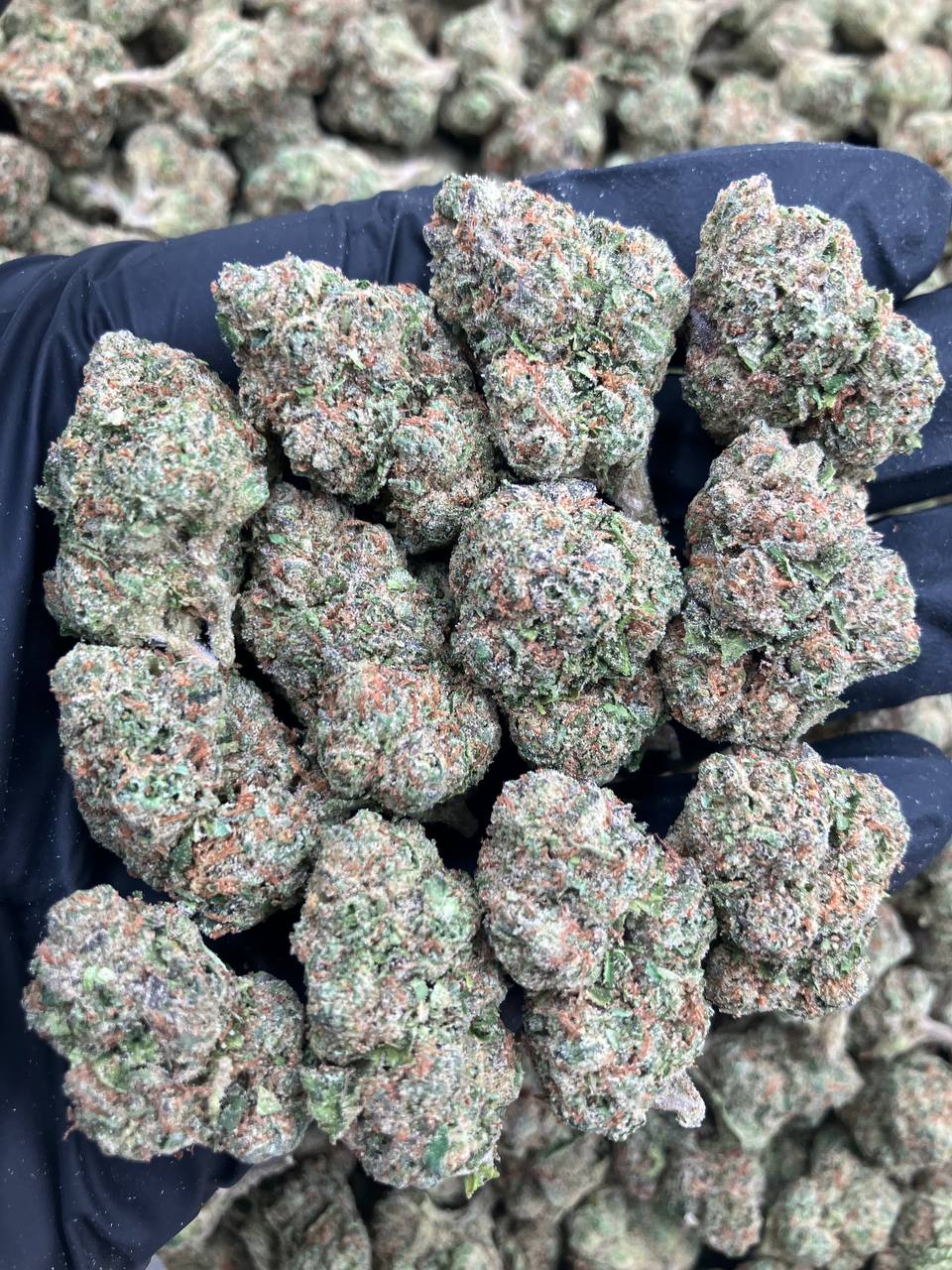 Candy Cane
