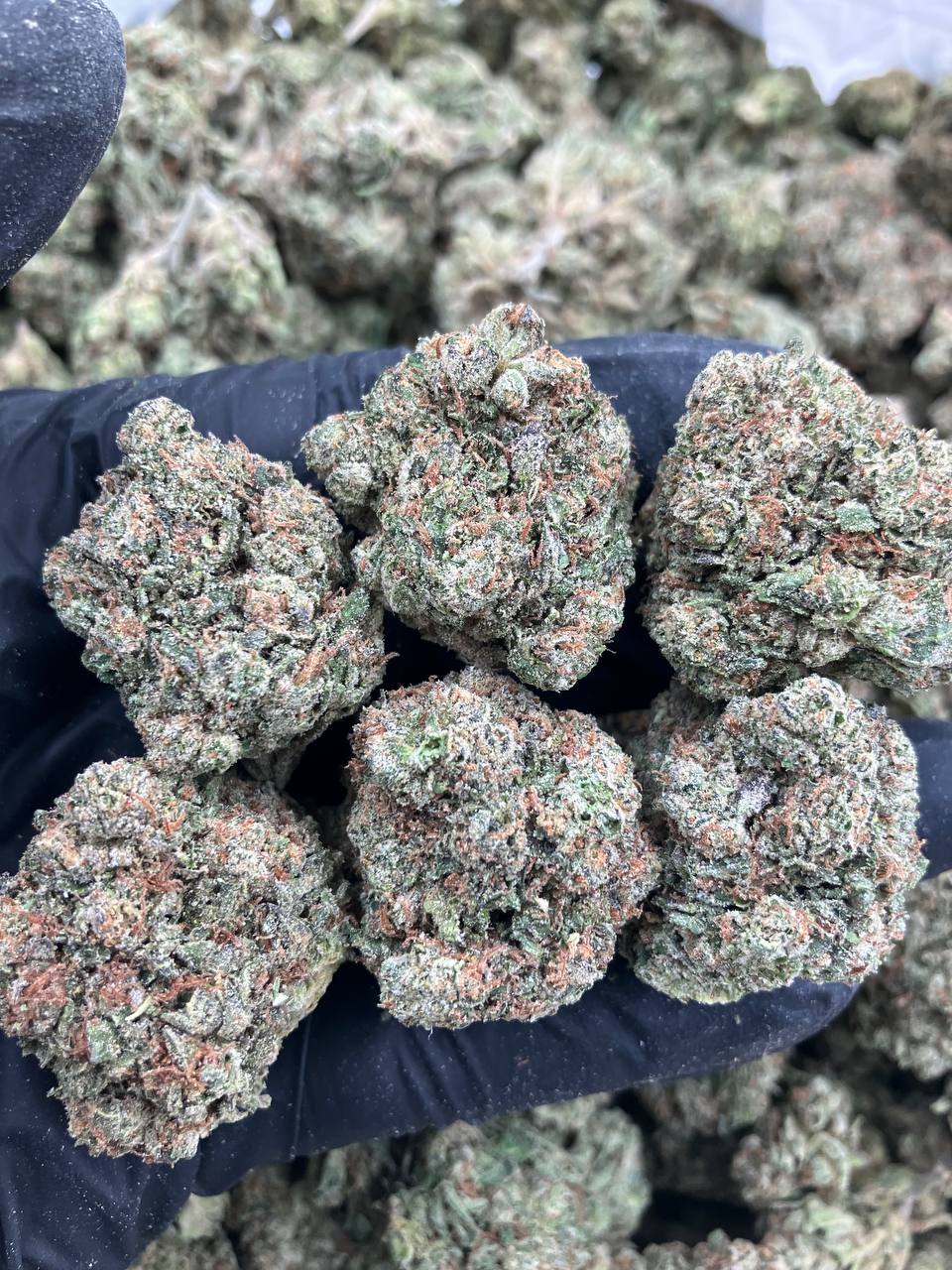 Candy Gasoline