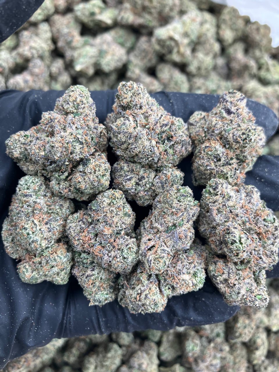 Candy Pave