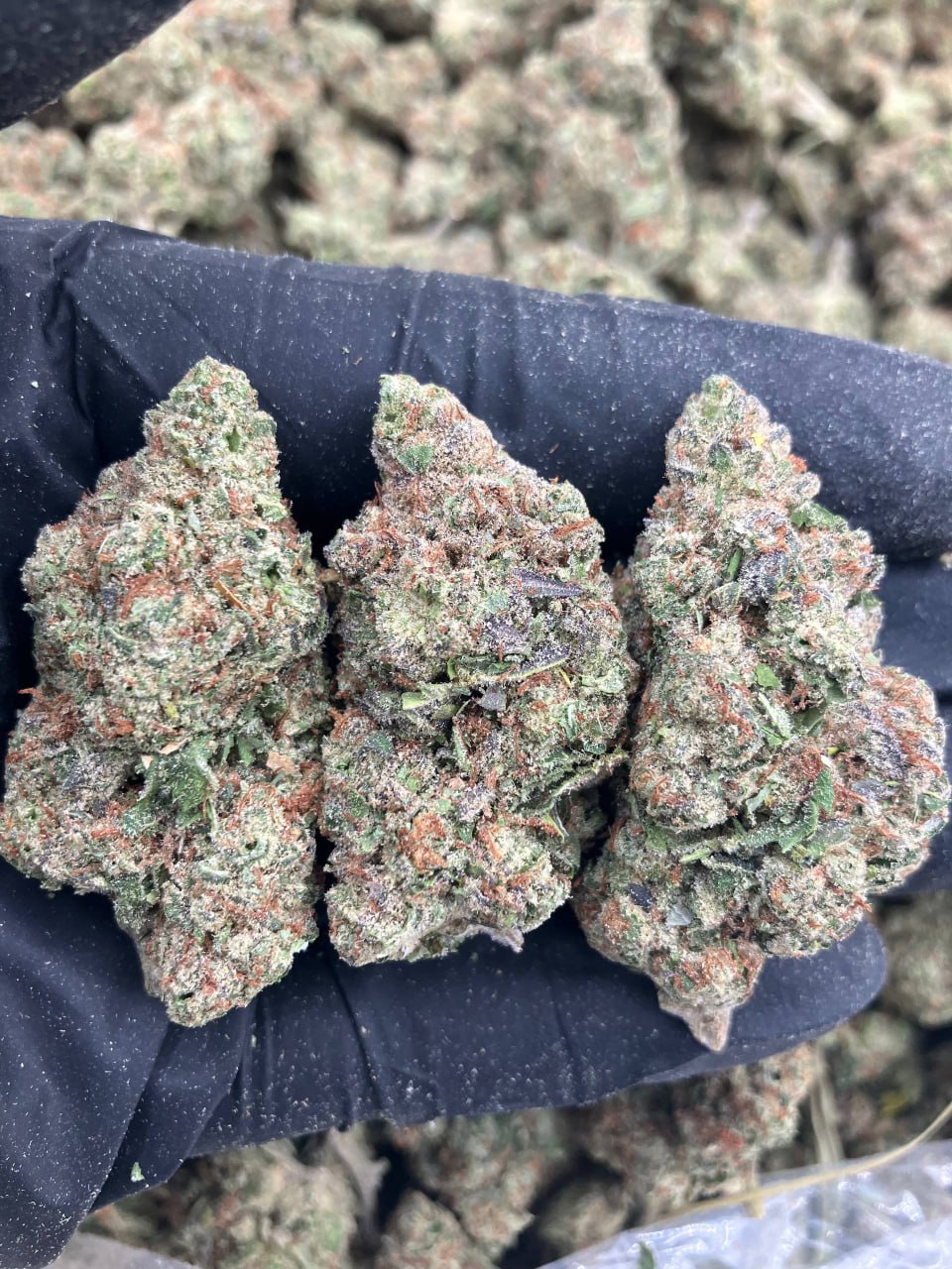 Cherry Cream Pie