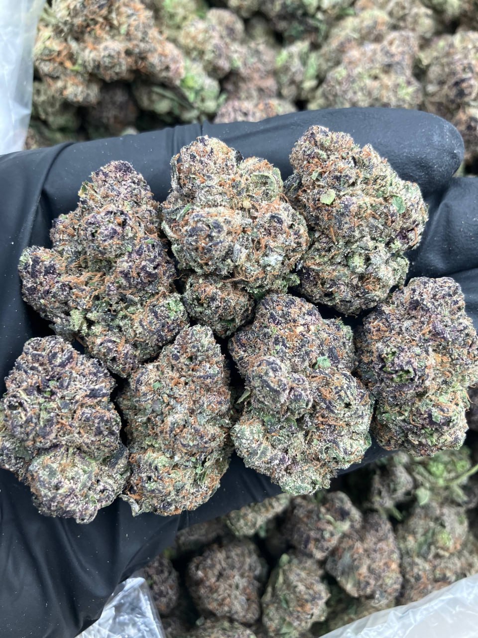 Cherry Zelato