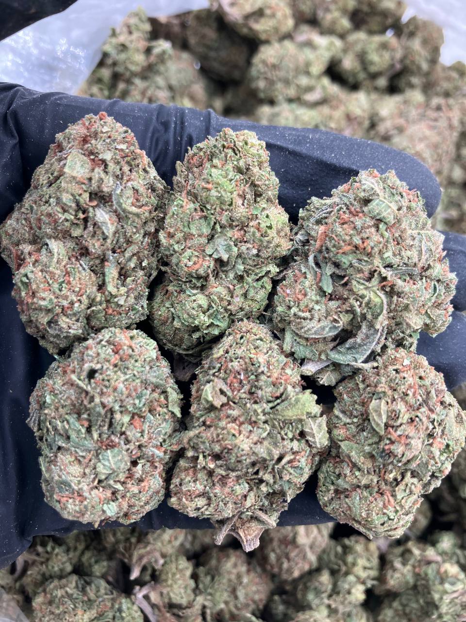 Citric Sherbert