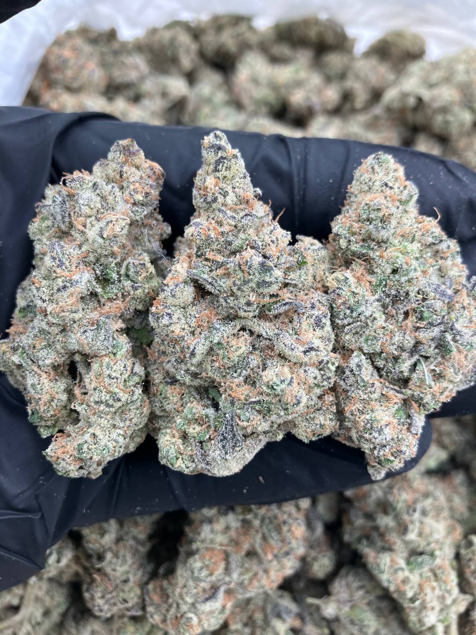 Cream Faygo x ICC