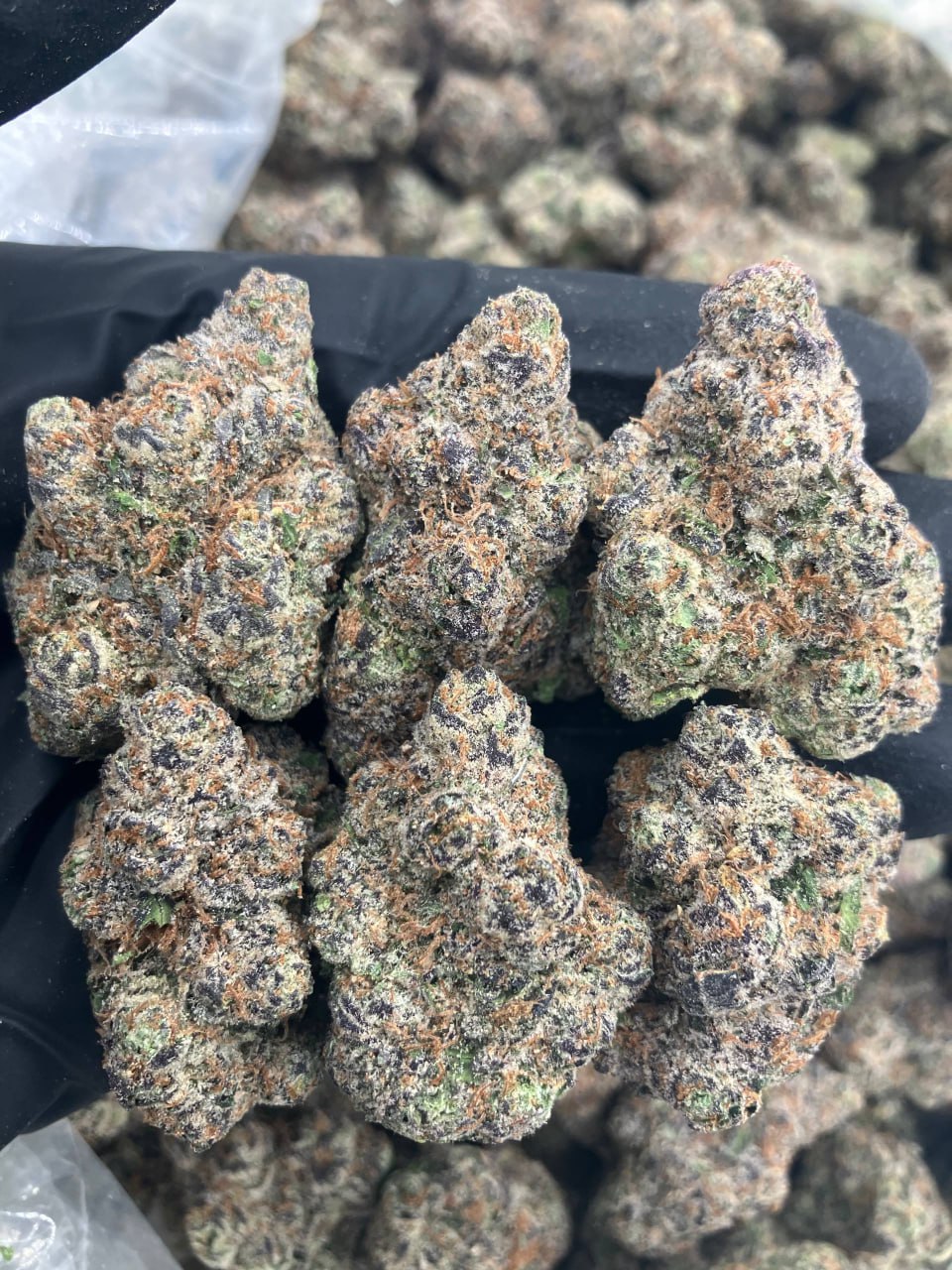 Cherry Slime Reserve 🏆