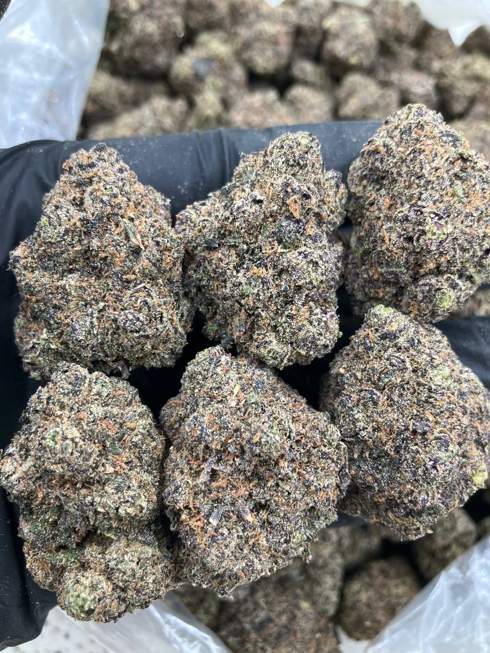 Deadly Blueberry