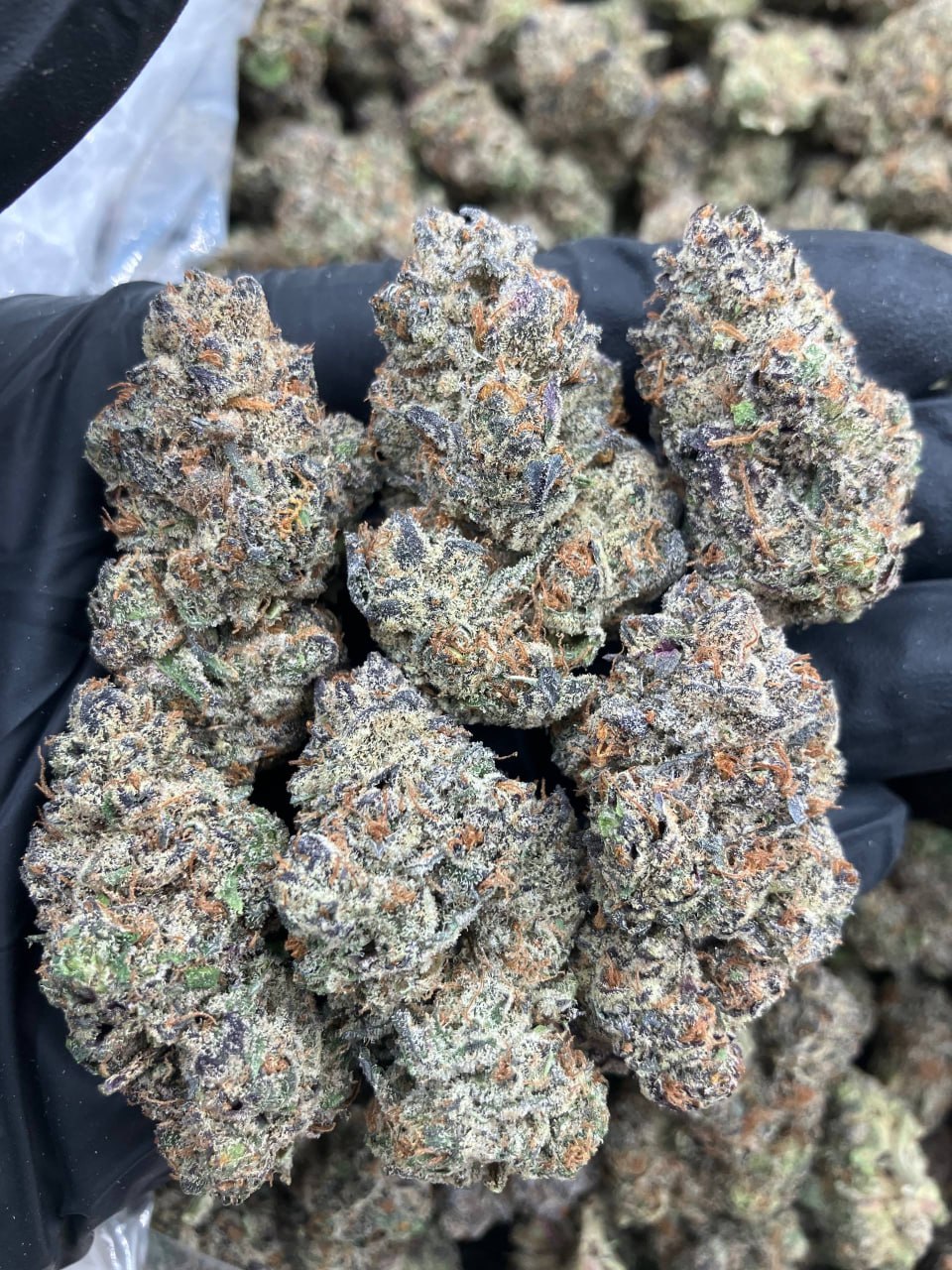 Dessert Runtz
